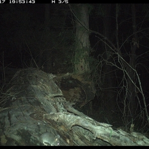 Mus musculus at Bucketty, NSW - 17 May 2025 07:53 PM