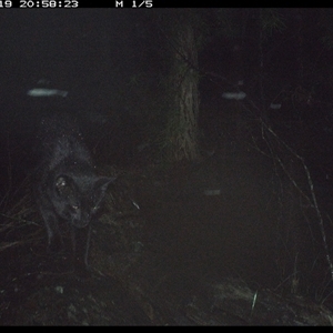 Felis catus (Feral Cat) at Bucketty, NSW - 19 May 2025 by MartinPredavec