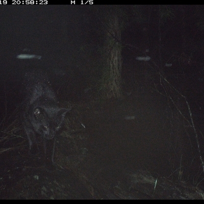 Felis catus (Feral Cat) at Bucketty, NSW - 19 May 2025 by MartinPredavec