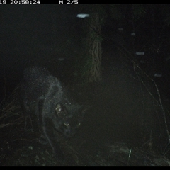 Felis catus at Bucketty, NSW - 19 May 2025 08:58 PM