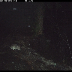 Rattus fuscipes (Bush Rat) at Bucketty, NSW - 23 May 2025 by MartinPredavec