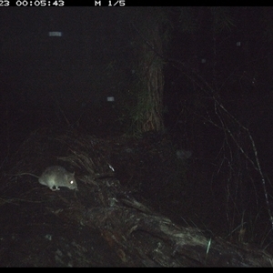 Rattus fuscipes (Bush Rat) at Bucketty, NSW - 23 May 2025 by MartinPredavec
