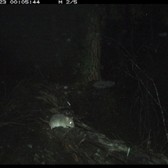 Rattus fuscipes at Bucketty, NSW - 23 May 2025 12:05 AM