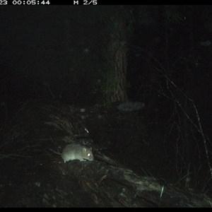 Rattus fuscipes at Bucketty, NSW - 23 May 2025 12:05 AM