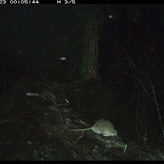 Rattus fuscipes at Bucketty, NSW - 23 May 2025 12:05 AM
