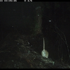 Rattus fuscipes at Bucketty, NSW - 23 May 2025 12:05 AM