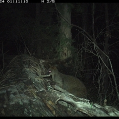 Wallabia bicolor at Bucketty, NSW - 24 May 2025 01:11 AM