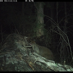 Wallabia bicolor at Bucketty, NSW - 24 May 2025 01:11 AM