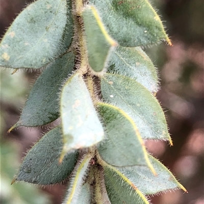 Acacia cultriformis at Crowther, NSW - Yesterday by Frecko