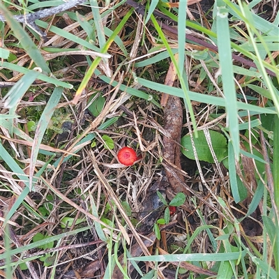 Unverified Fungus at Boydtown, NSW - 23 May 2025 by GirtsO