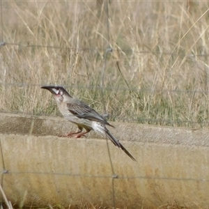 Anthochaera carunculata at Symonston, ACT - Today by CallumBraeRuralProperty