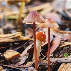 Unverified Cap on a stem; gills below cap [mushrooms or mushroom-like] at Acton, ACT - 16 May 2025 by Steven999