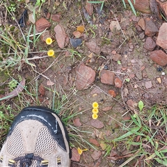 Unverified Fungus at Boydtown, NSW - 23 May 2025 by GirtsO