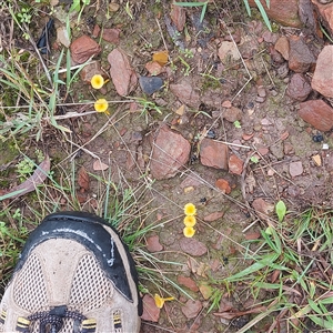 Unverified Fungus at Boydtown, NSW - 23 May 2025 by GirtsO