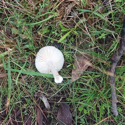 Unverified Fungus at Boydtown, NSW - 23 May 2025 by GirtsO