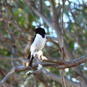 Melanodryas cucullata westralensis at Tharwa, ACT - Today by LineMarie