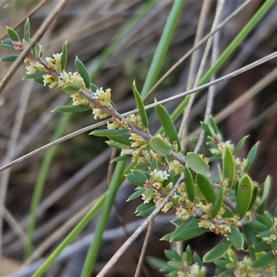 Monotoca scoparia at Yass River, NSW - Today by SenexRugosus