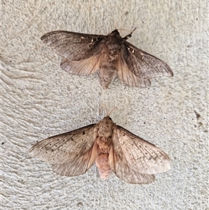 Unverified Moth (Lepidoptera) by trevorpreston