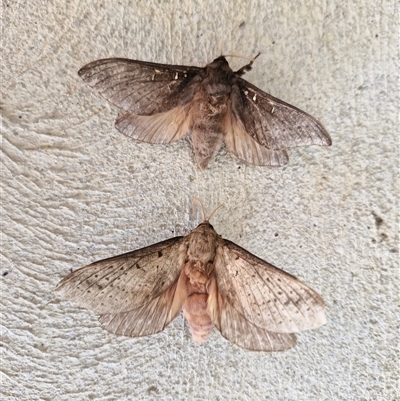 Unverified Moth (Lepidoptera) by trevorpreston