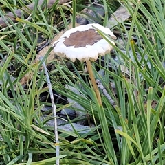 Unverified Cap on a stem; gills below cap [mushrooms or mushroom-like] by trevorpreston