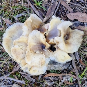 Omphalotus nidiformis by trevorpreston