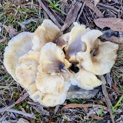Omphalotus nidiformis by trevorpreston