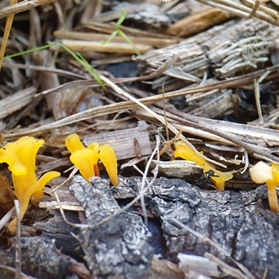 Dacryopinax spathularia by Aussiegall