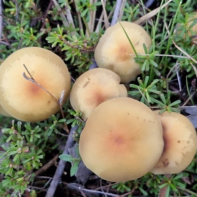 Unverified Cap on a stem; gills below cap [mushrooms or mushroom-like] by trevorpreston