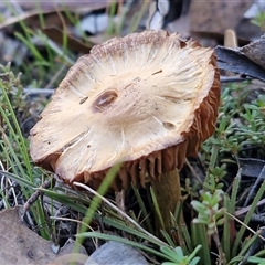 Unverified Cap on a stem; gills below cap [mushrooms or mushroom-like] by trevorpreston