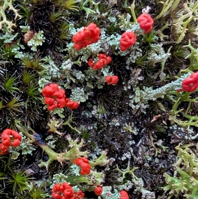 Cladonia sp. (genus) at Yass River, NSW - Today by SenexRugosus