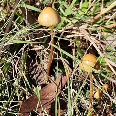 Unverified Cap on a stem; gills below cap [mushrooms or mushroom-like] by trevorpreston
