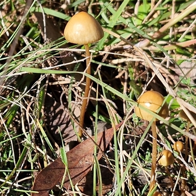 Unverified Cap on a stem; gills below cap [mushrooms or mushroom-like] by trevorpreston