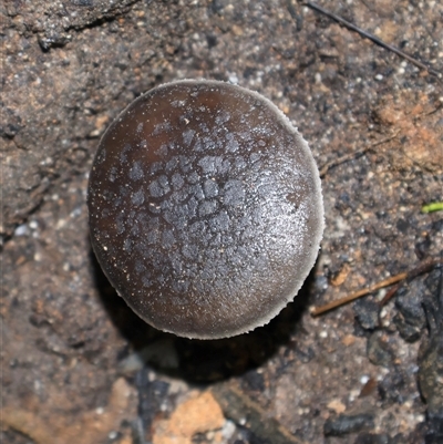Unverified Cap on a stem; gills below cap [mushrooms or mushroom-like] at Ulladulla, NSW - 23 May 2025 by Clarel