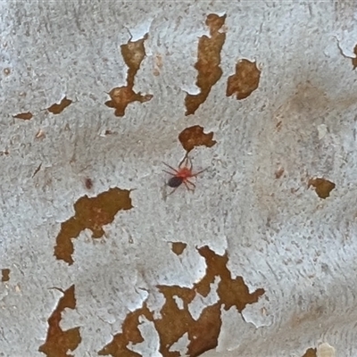 Nicodamidae (family) (Red and Black Spider) at Yass River, NSW - Today by SenexRugosus