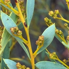 Acacia buxifolia subsp. buxifolia at Crowther, NSW - 23 May 2025 by Frecko