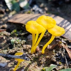 Unverified Cap on a stem; gills below cap [mushrooms or mushroom-like] by trevorpreston