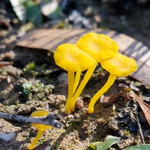 Unverified Cap on a stem; gills below cap [mushrooms or mushroom-like] by trevorpreston