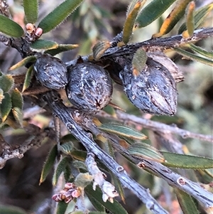 Leucopogon virgatus at Crowther, NSW - 23 May 2025 by Frecko