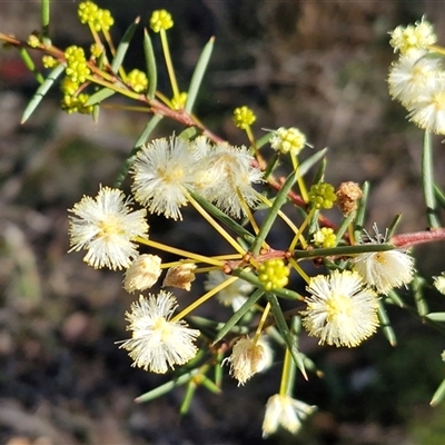 Acacia buxifolia subsp. buxifolia by trevorpreston