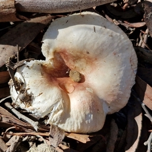 Unverified Cap on a stem; gills below cap [mushrooms or mushroom-like] by trevorpreston
