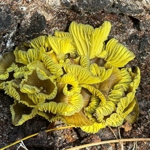 Unverified Fungus at Banksia Beach, QLD - 19 May 2025 by KazzaC