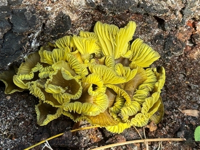 Unverified Fungus at Banksia Beach, QLD - 19 May 2025 by KazzaC