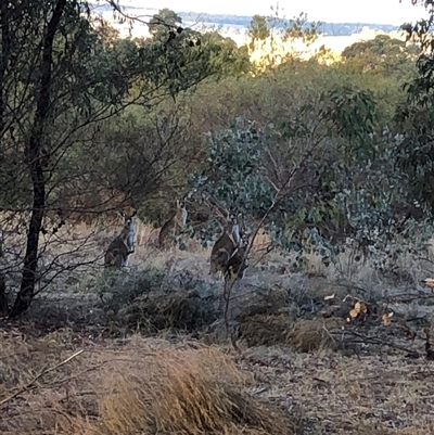 Macropus giganteus (Eastern Grey Kangaroo) at Crowther, NSW - 23 May 2025 by Frecko