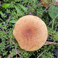 Unverified Cap on a stem; gills below cap [mushrooms or mushroom-like] by trevorpreston