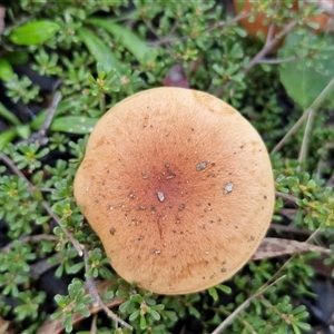 Unverified Cap on a stem; gills below cap [mushrooms or mushroom-like] by trevorpreston