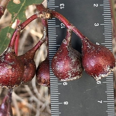Eucalyptus blakelyi at Crowther, NSW - 23 May 2025 by Frecko