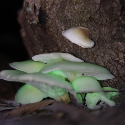 Omphalotus nidiformis at Woorim, QLD - 22 May 2025 by KazzaC