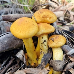 Gymnopilus junonius by trevorpreston