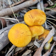 Gymnopilus junonius at Bungonia, NSW - suppressed
