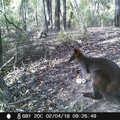 Wallabia bicolor (Swamp Wallaby) at Ballyroe, NSW - 30 Mar 2019 by TwoRivers